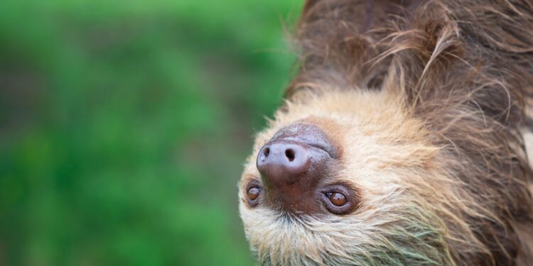 Brain-swelling 'sloth' fever could be caught via SEX as cases detected in Europe for first time