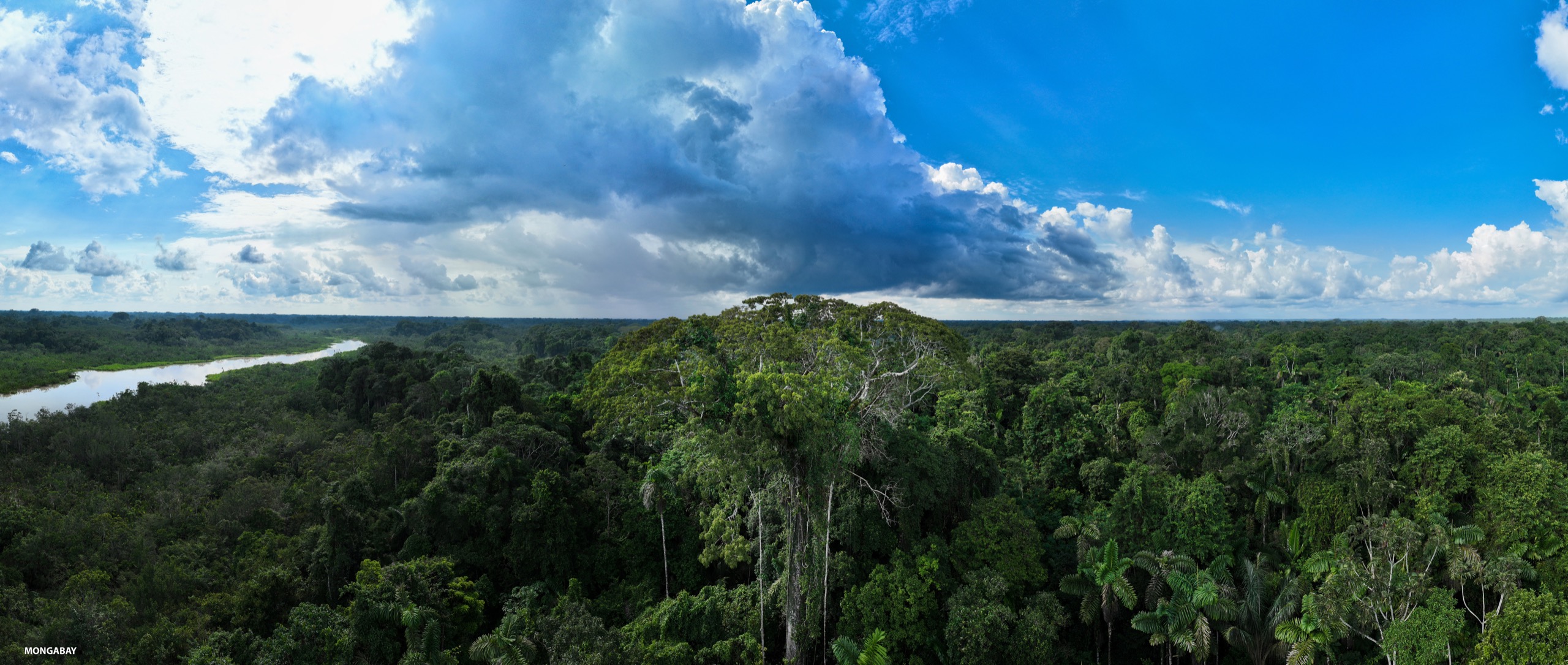 Rainforest near Yasuni. The park is home to Amazonian wildlife ranging from jaguar to pink dolphins.