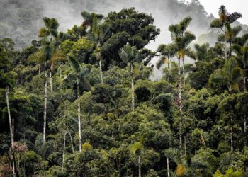 Amazonian Bioeconomy: An Essential Path for Sustainable Development