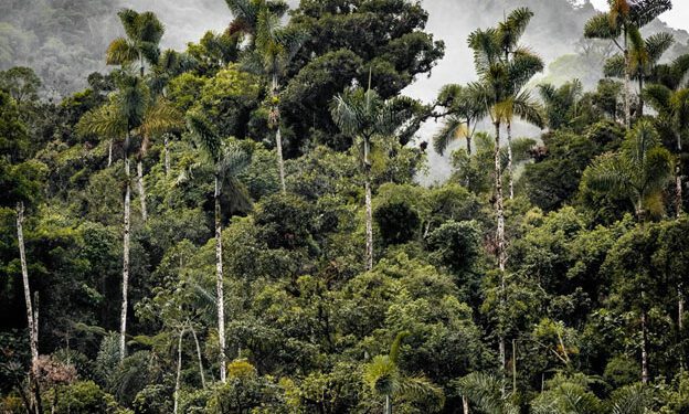 Amazonian Bioeconomy: An Essential Path for Sustainable Development