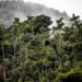 Amazonian Bioeconomy: An Essential Path for Sustainable Development