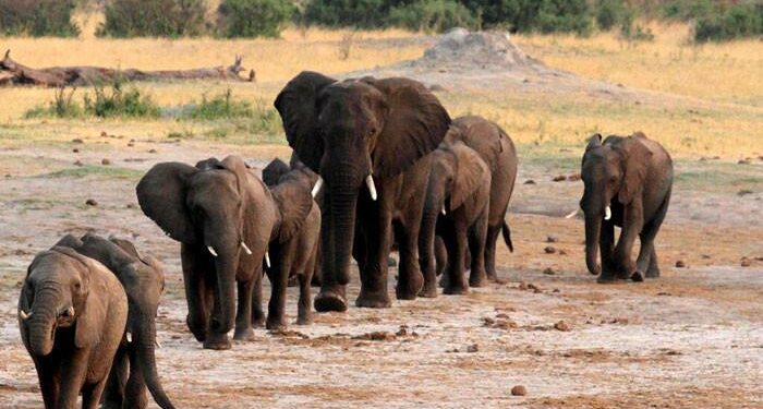 Wildlife populations drop by more than 70%: WWF