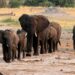 Wildlife populations drop by more than 70%: WWF