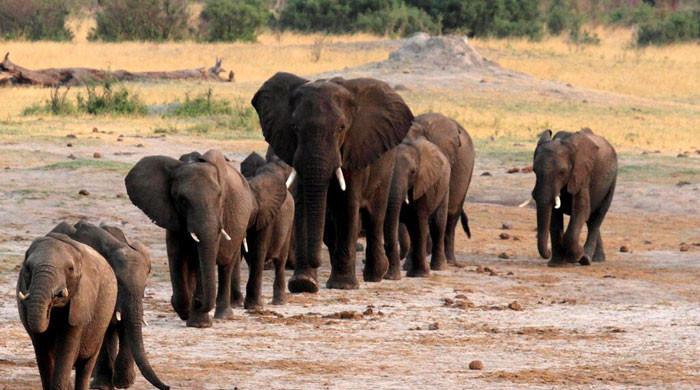 Wildlife populations drop by more than 70%: WWF