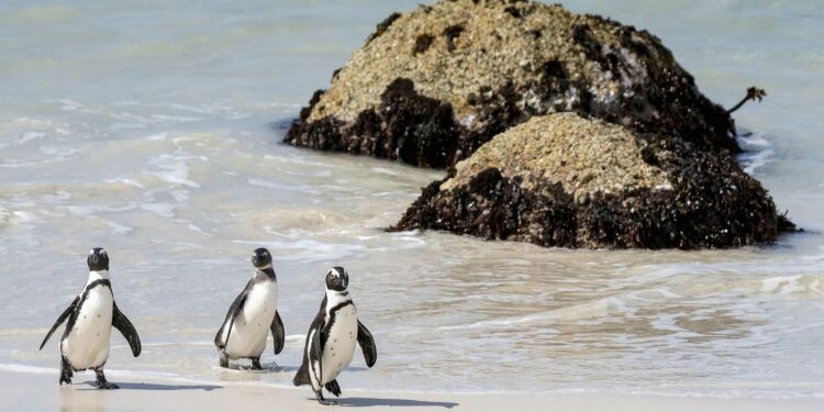 Wildlife populations drop 73% in 50 years: Study