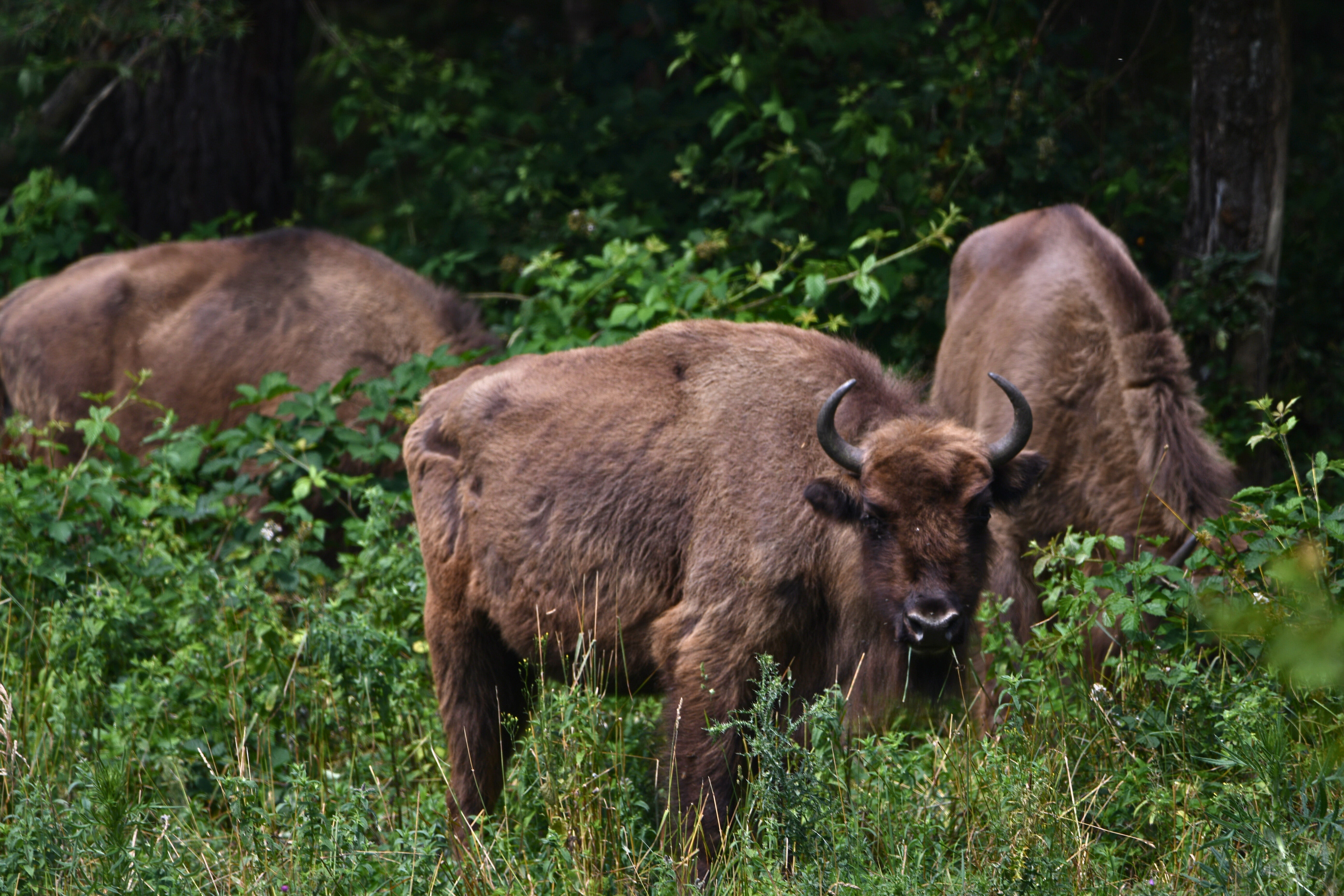 The report highlights some conservation successes such as the return of European bison (Adrian Grancea/WWF/PA)