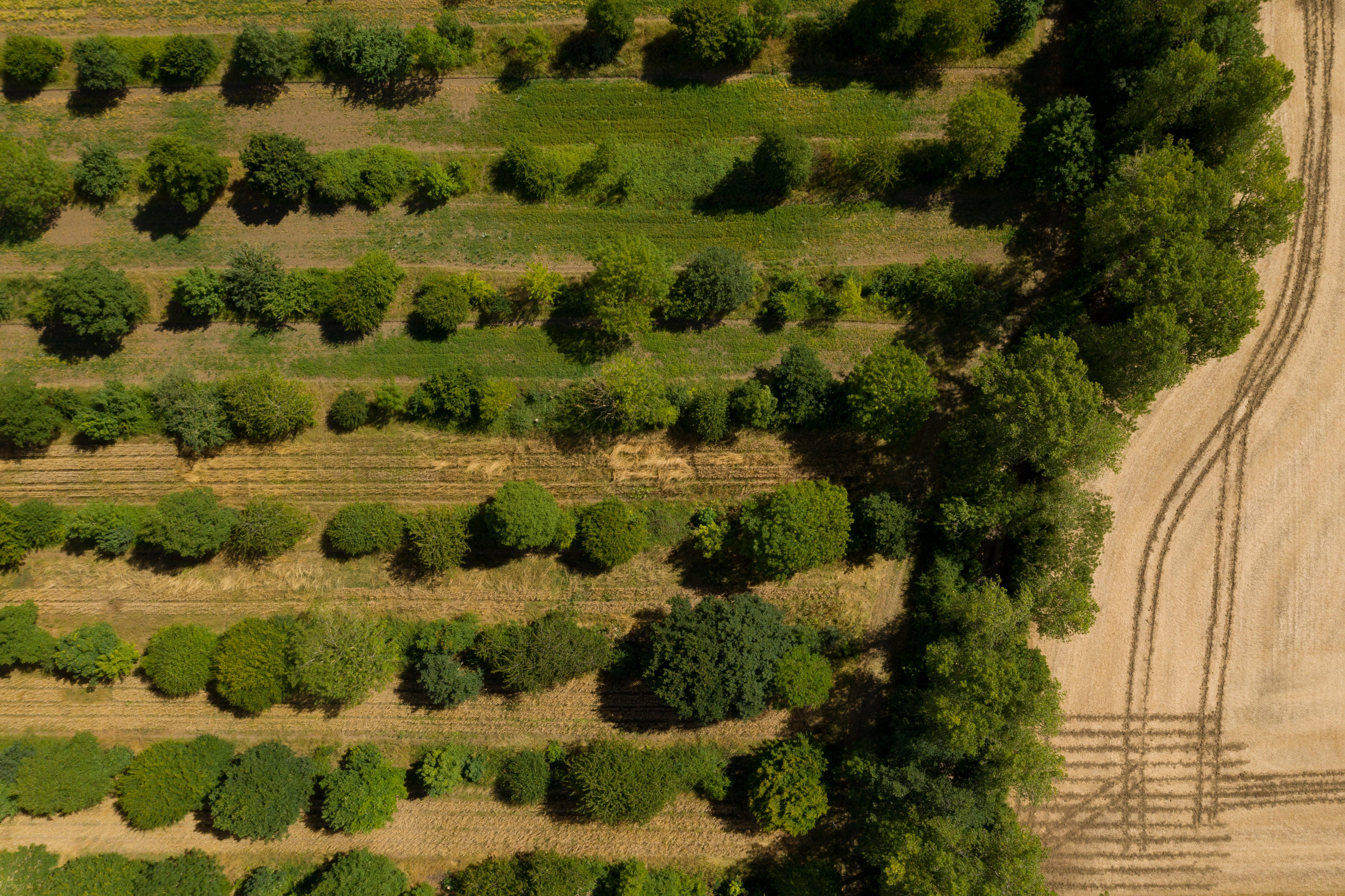 More sustainable farming practices such as agroforestry are needed, the report says (David Bebber/WWF-UK/PA)