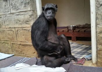 Global wildlife population declines by nearly three-quarters in half a century