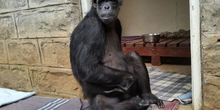 Global wildlife population declines by nearly three-quarters in half a century