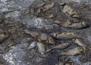 Earth's wildlife populations have declined a staggering 73% in 50 years: report