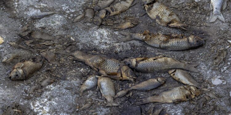 Earth's wildlife populations have declined a staggering 73% in 50 years: report