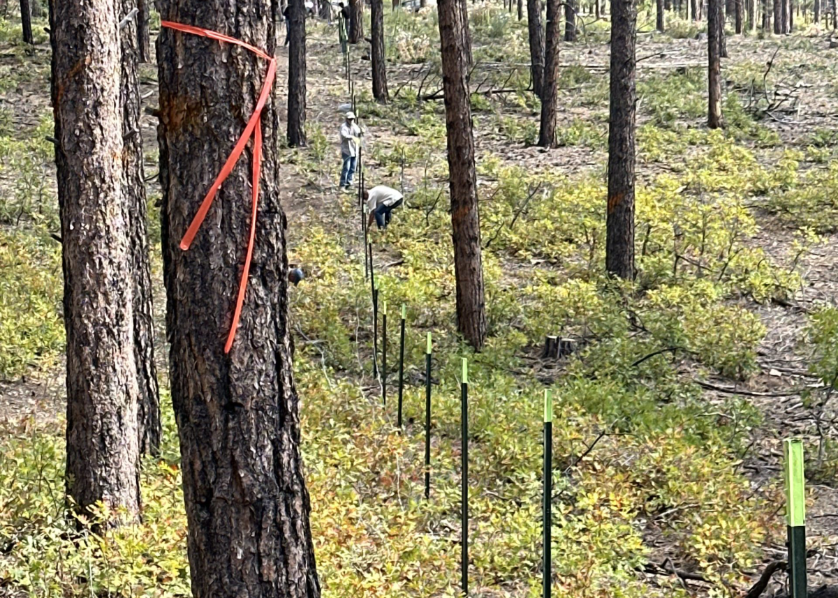 A fence runs through a forest. Volunteers are seen in the distance tearing it down.