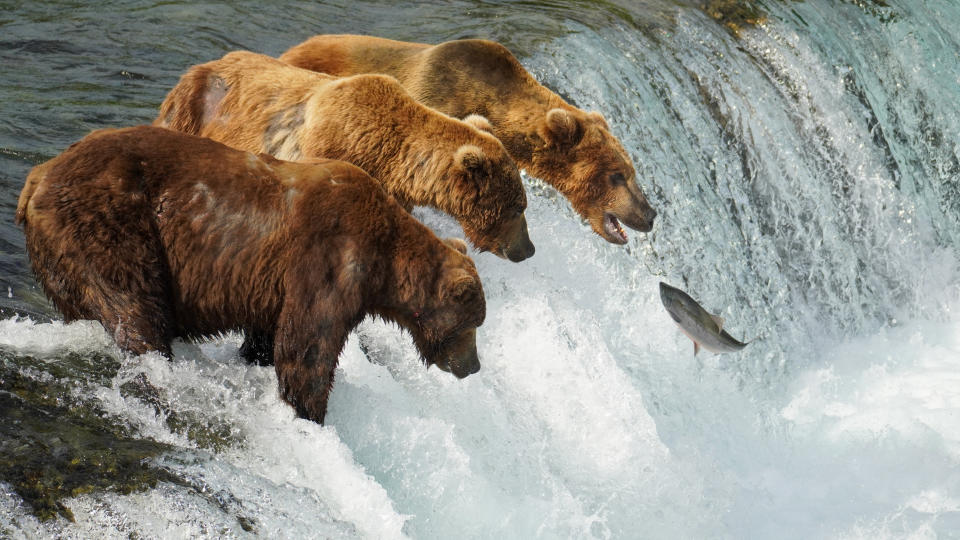 Group of brown bears (Ursus arctos) fishing for salmon. High quality photo. Brooks Falls, Katmai National Park, Alaska