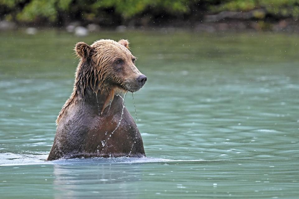 A brown bear rises up out of the water in Lake Clark National Park, Alaska