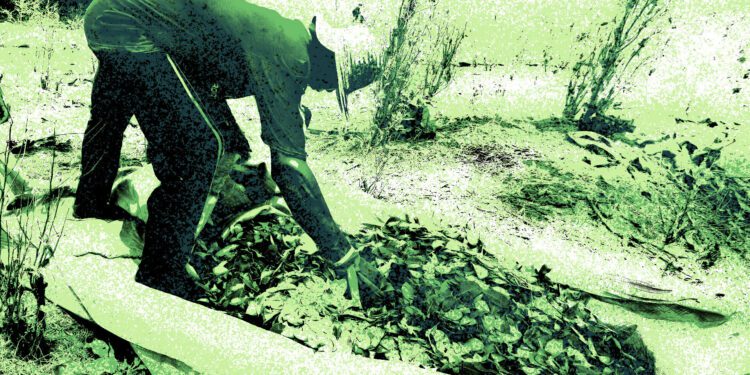 Colombia’s Coca Crops Grew, Cocaine Production Exploded