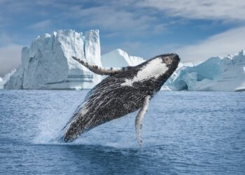 The land of icebergs, sled dogs and northern lights