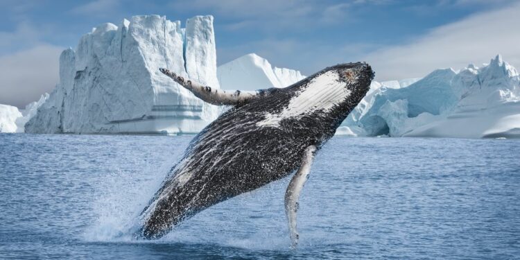 The land of icebergs, sled dogs and northern lights