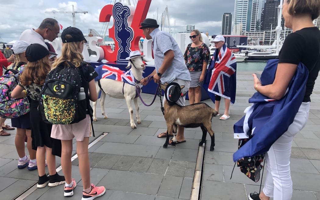 Goats at the America's Cup village in Auckland