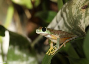 Experts map biodiversity richness on Afro-descendent peoples’ lands