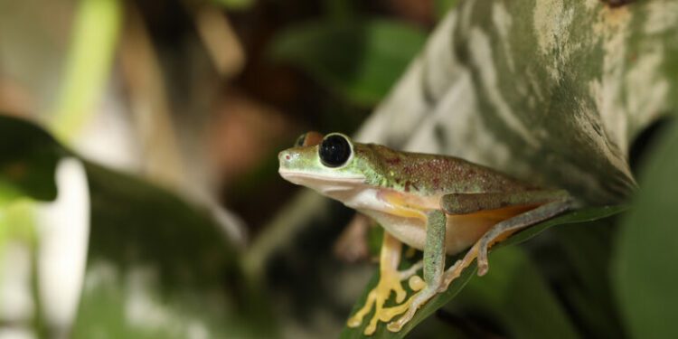 Experts map biodiversity richness on Afro-descendent peoples’ lands