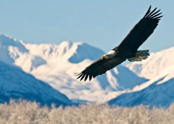 Holland America plans more Alaska