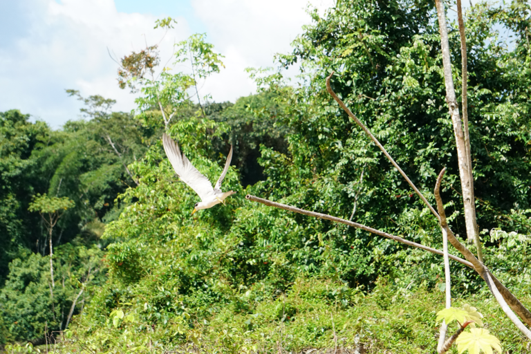 Las aves vuelan libremente en medio del área protegida del Gran Manupare. Foto: Cortesía Revista Nómadas.