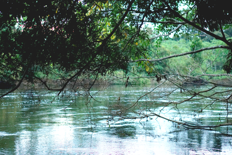 La espectacular vegetación en medio de la reserva natural. El río Manupare está dentro del área protegida. Foto: Cortesía Revista Nómadas.