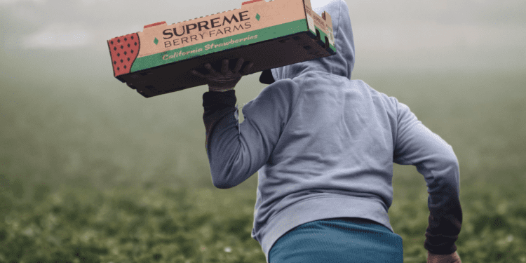 America’s Irreplaceable Immigrants - CounterPunch.org