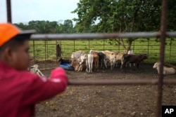 A ranch worker looks after cattle in the village of Limon, which would be submerged in a proposed plan to dam the nearby Indio River to secure the Panama Canal’s uninterrupted operation, in Panama, Aug. 31, 2024.