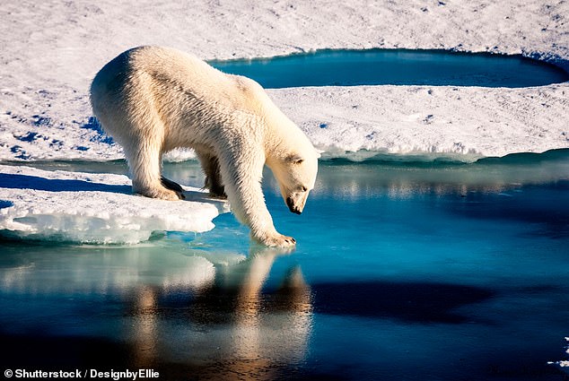 Three new airports are planned, allowing more visitors to spot Greenland's resident polar bears (file photo)