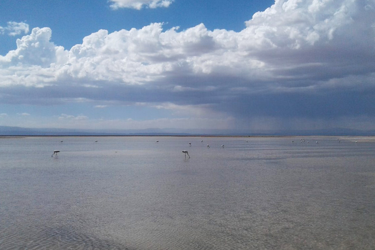 Flamingos in the Atacama salt flat. 