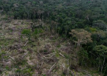 More than 1 in 3 tree species are at risk of going extinct, new analysis shows