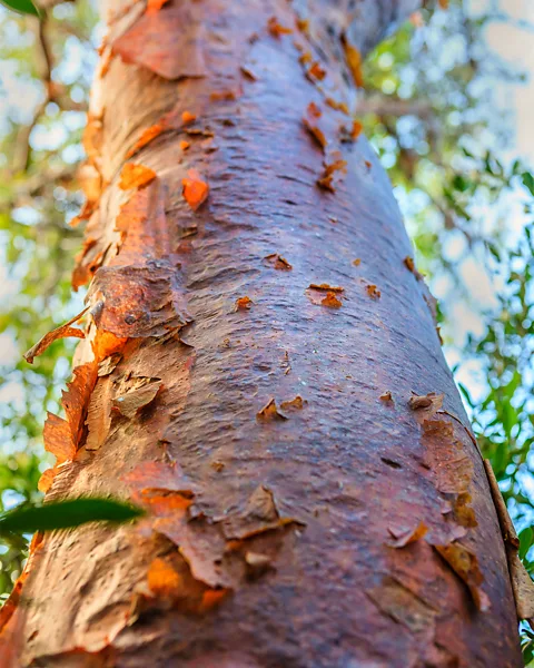 Getty Images Maya stone masons used sap from trees such as the Jiote (Bursera simaruba) to help harden their lime mortar (Credit: Getty Images)