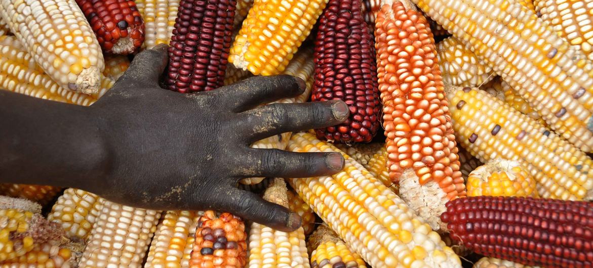  The food industry can profit from the diversity of crops.