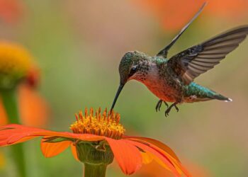 Balancing biodiversity at global UN summit in Colombia