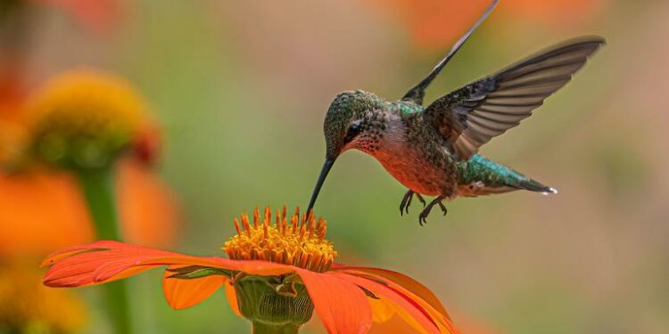 Balancing biodiversity at global UN summit in Colombia