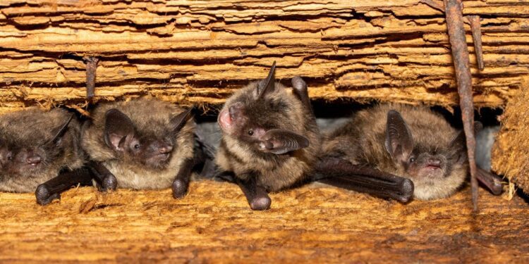 Bat fungus confirmed in 5 California counties