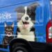 Arizona Walmarts offering new veterinary, grooming services for pets