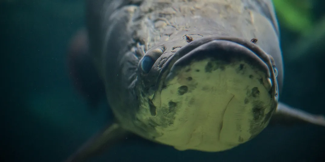 Forward-facing view of a giant scaly arapaima with an upturned mouth.