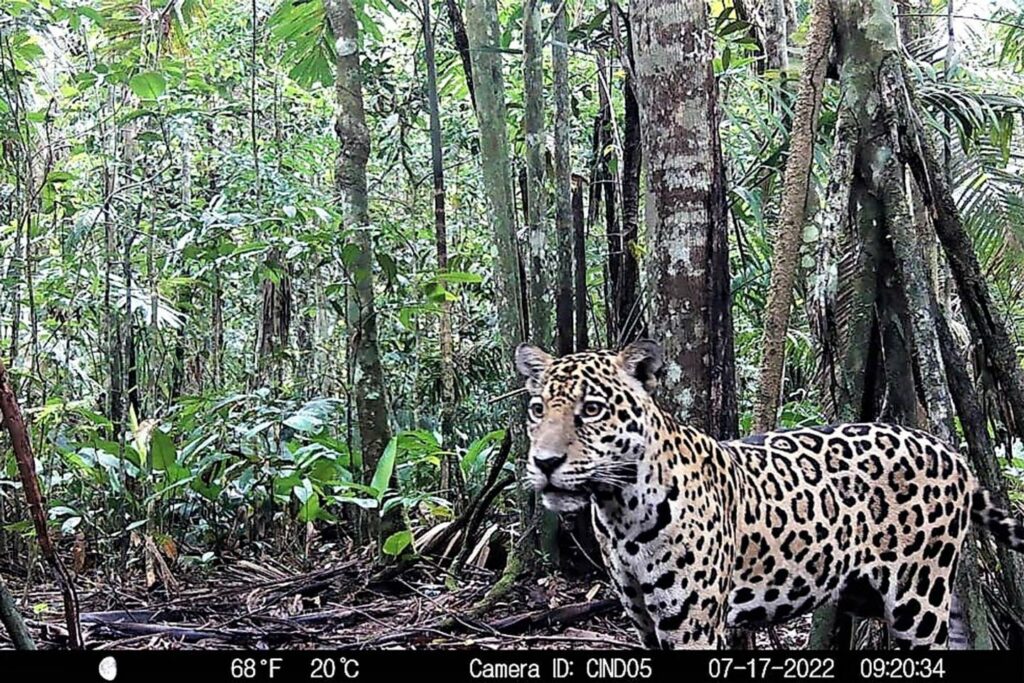 Colombia establishes jaguar protection corridors