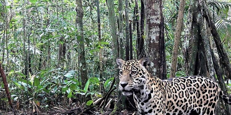 Colombia establishes jaguar protection corridors
