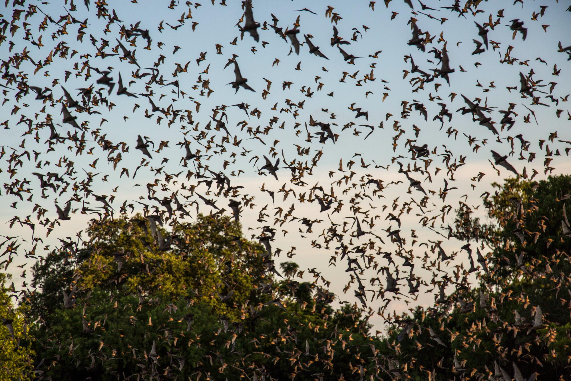 Mexican free-tailed bats fill the sky in San Antonio.