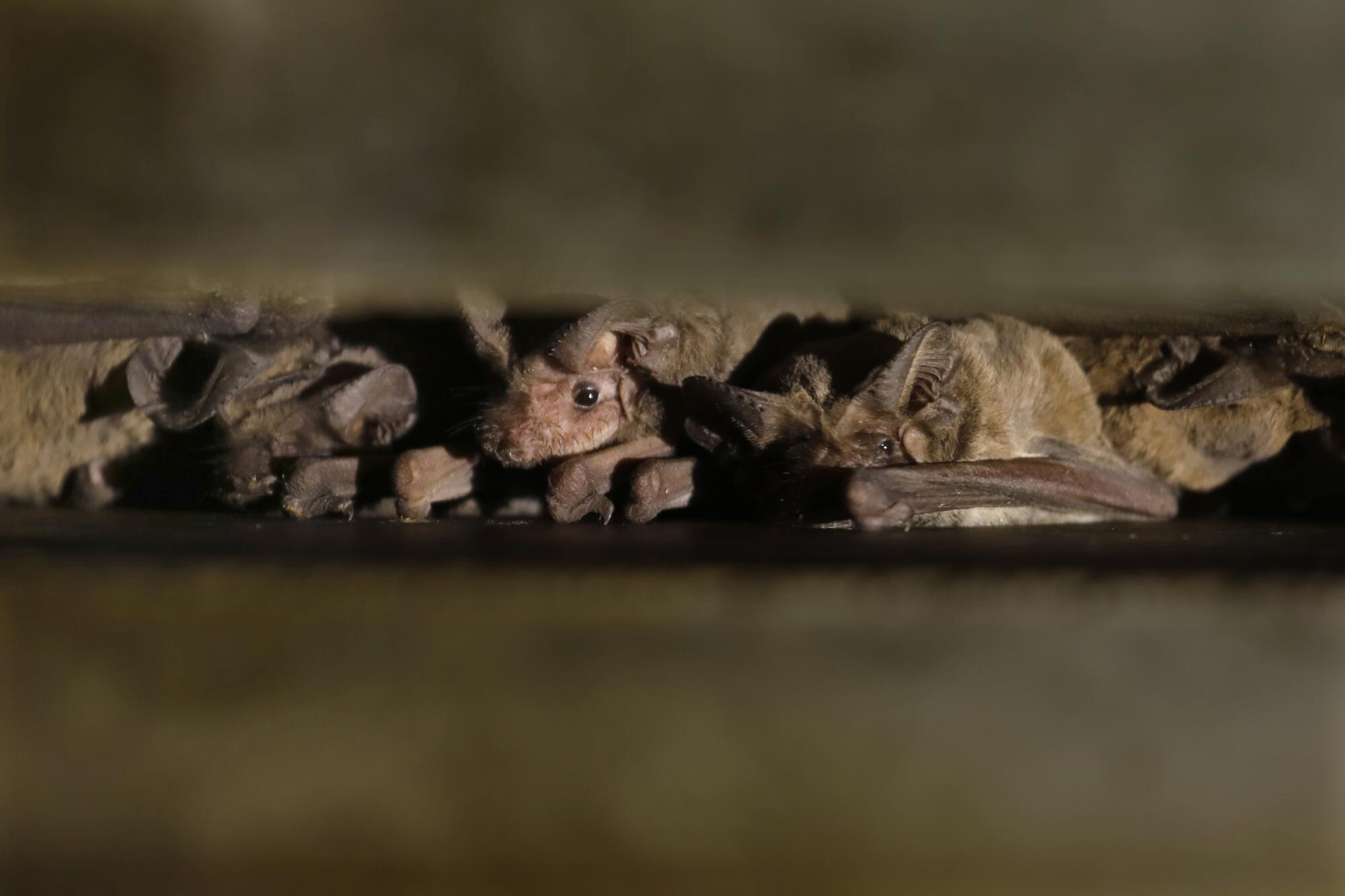 A colony of Mexican free-tailed bats living under the Yolo Bypass Wildlife Area.