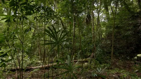 Wild Blue Media/Channel 4 Guatemalan jungle with a mound covered in foliage in the background.