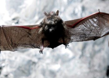50%+ of North America’s bats may face extinction