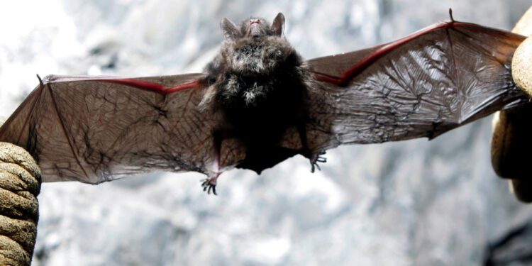 50%+ of North America’s bats may face extinction