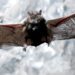 50%+ of North America’s bats may face extinction