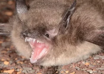 A Bat-Killing Fungus Has Escaped Humboldt to Infect at Least Four Other California Counties | Lost Coast Outpost