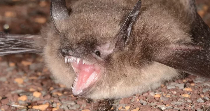 A Bat-Killing Fungus Has Escaped Humboldt to Infect at Least Four Other California Counties | Lost Coast Outpost