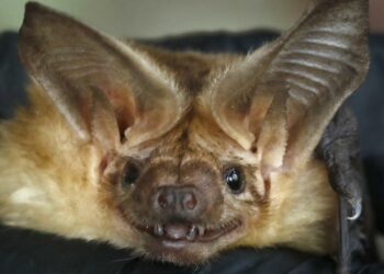 A bat-killing fungus may have arrived in Southern California